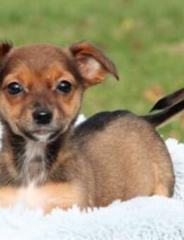 Nelli - unser kleiner Sonnenschein... - Hagen (Stadt der FernUniversität)