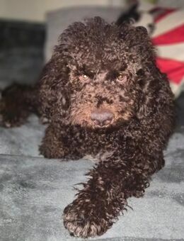 Lagotto Romagnolo 5 Monate sucht ähnlich Pudel - Potsdam