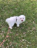 Malteser rüde in 27313