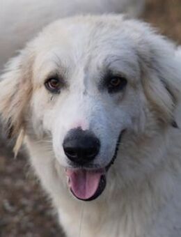 Bacardi, geb. ca. 04/2021,GRIECHENLAND - Markdorf