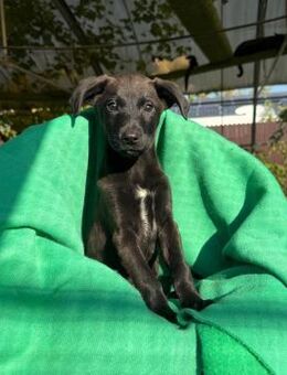 Olli - typisch verspielter Hundewelpe - Velbert