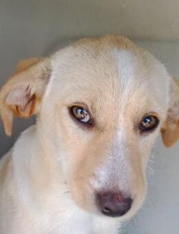 Giulia 🩷🩷🩷 keckes Hundemädchen - Bad Karlshafen