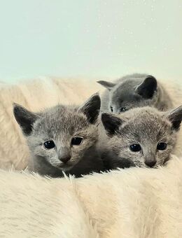 Russisch Blau Kitten - Reichartshausen