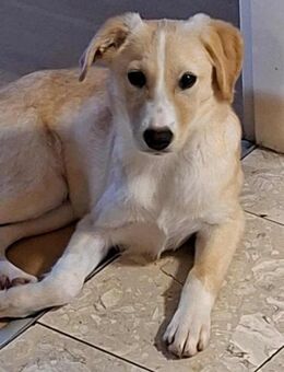 Zoey- auf PS in 91286 Obertrubach - Nürnberg