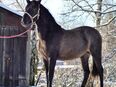 Pferd PRE Schimmel-Stute FIADORA AP 3 Jahre in 02627