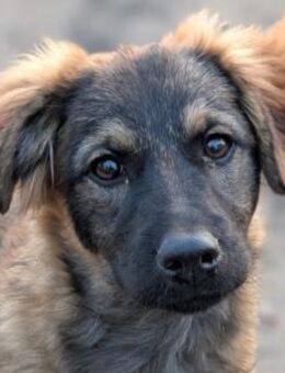 Ayla - sensibles Welpenmädchen - Hamburg