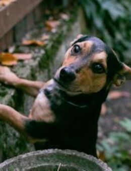 257665 - aufgeschlossen und neugierig - Overath