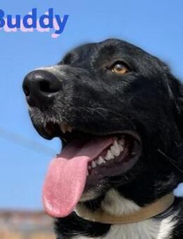 Buddy - Sozialer Kerl - Heppenheim (Bergstraße)