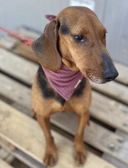 Denica - sanfte Hündin sucht Zuhause - Berlin