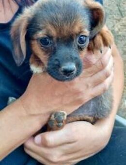 Olga 30 cm (Okt 25) Pflegestelle - Alpenrod