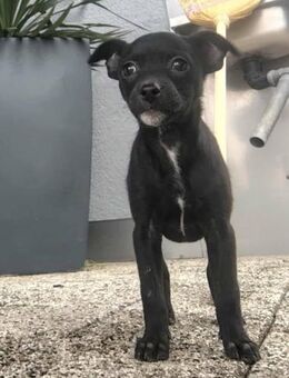 Noel, zauberhafte Chihuahuamix Mädchen - Linden (Hessen)