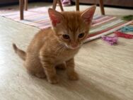 Kitten - Frankfurt (Main) Bornheim
