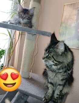 Nur noch 1 xxl maine coon kitten weibchen - Bad Kissingen
