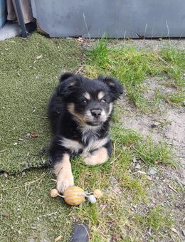 Chihuahua Pomerania Welpe - Burscheid