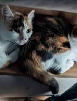 Cookie und Marie-auf der Suche nach dir! - Esslingen (Neckar)