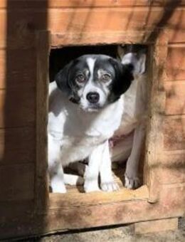 Tulsie - Pflegestelle oder Zuhause gesuc - Oberwies