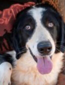 Bethoven möchte endlich eine Familie - Kropp