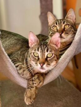 Mamasita und Blue/ Mutter- Tochter - Ellerbek