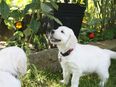 Golden Retriever Welpen in creme-weiß in 74834