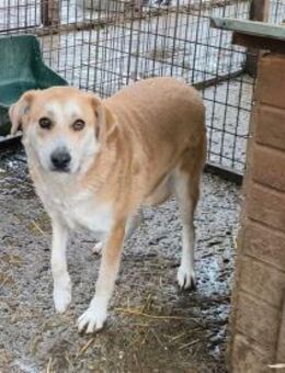 Akila - Pflegestelle oder Zuhause gesuch - Oberwies