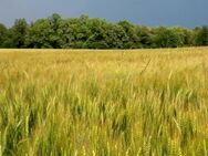 Landwirtschaftliche Fläche ca. 5,5 ha - Remptendorf