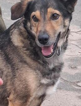 Druzhok wartet sehnsüchtig - Berlin