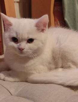 BKH Angora Kitten - Jüterbog