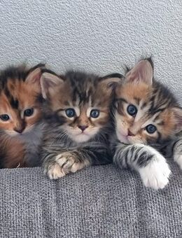 Reinrassige maine coon babies - Bad Saulgau