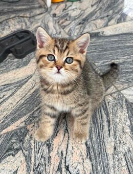 BKH britisch Kurzhaar Kitten black golden tabby - Düsseldorf