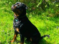 Reinrassiger Erfahrener ROTTWEILER Deckrüde - Rust