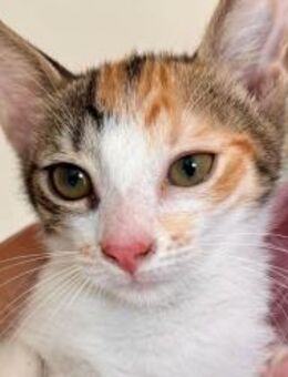 Kitty Perry wünscht sich eine Familie - München