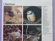 Schallplatte Waldvögel Stimmen der Vögel K7 - Löbau