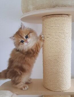 Wunderschönes BLH Kitten tabby classic - Schwalbach