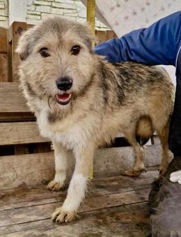 Mia - eine Seele von Hund - Koblenz