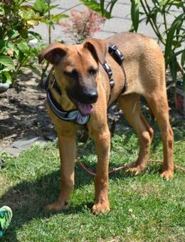 Meda möchte mit Dir die Welt entdecken. - Hagen (Stadt der FernUniversität)