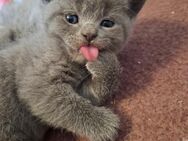 Süße Bkh Kätzchen / Kitten - Itzstedt