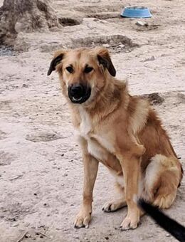Evita ist ein Herzenshund - Holzminden