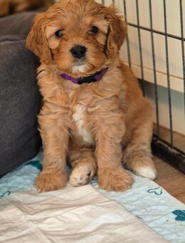 Cavapoo Welpen Hündinnen - Eggebek