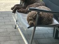 nur noch 1 Welpe- Lagotto Romagnolo - Steinhagen (Landkreis Rostock)