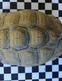 Biete 2 Testudo kleinmanni (ägyptische Landschildkröte) Zuchtböcke - Stadthagen