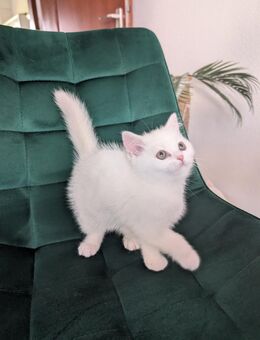 2 BKH Kater Kitten 1 noch frei - Mönchengladbach