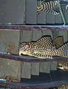 Wunderschöne L 66 abzugeben. - Wurmannsquick