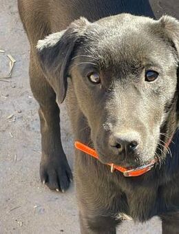 🐾 VerspielterJunghund Nero sucht dich🖤 - Eislingen (Fils)