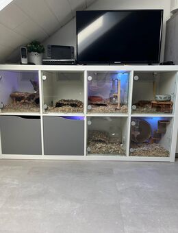 Nagarium Käfig Schrank Ikea Kallax - Lünen