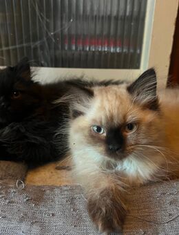 Zwei Kater 12 Wochen alt - Dortmund
