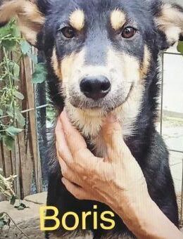 Boris 2 Jahre - Beltheim