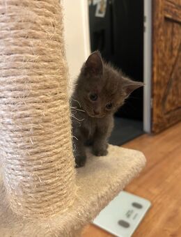 Russisch blau/Neblung kitten - Hamburg Bergedorf