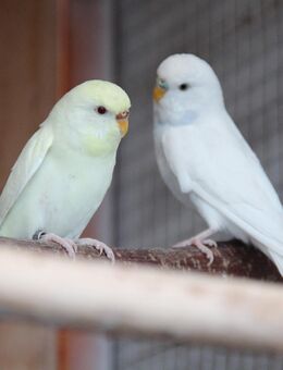 Junge Wellensittiche - Erkelenz