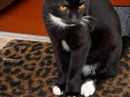 Hübscher, kinderlieber Kater abzugeben - Aindling