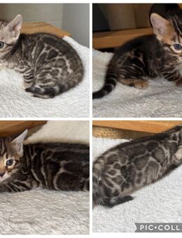 Exklusive Bengal kitten nur Mädchen frei mit Stammbaum - Dortmund